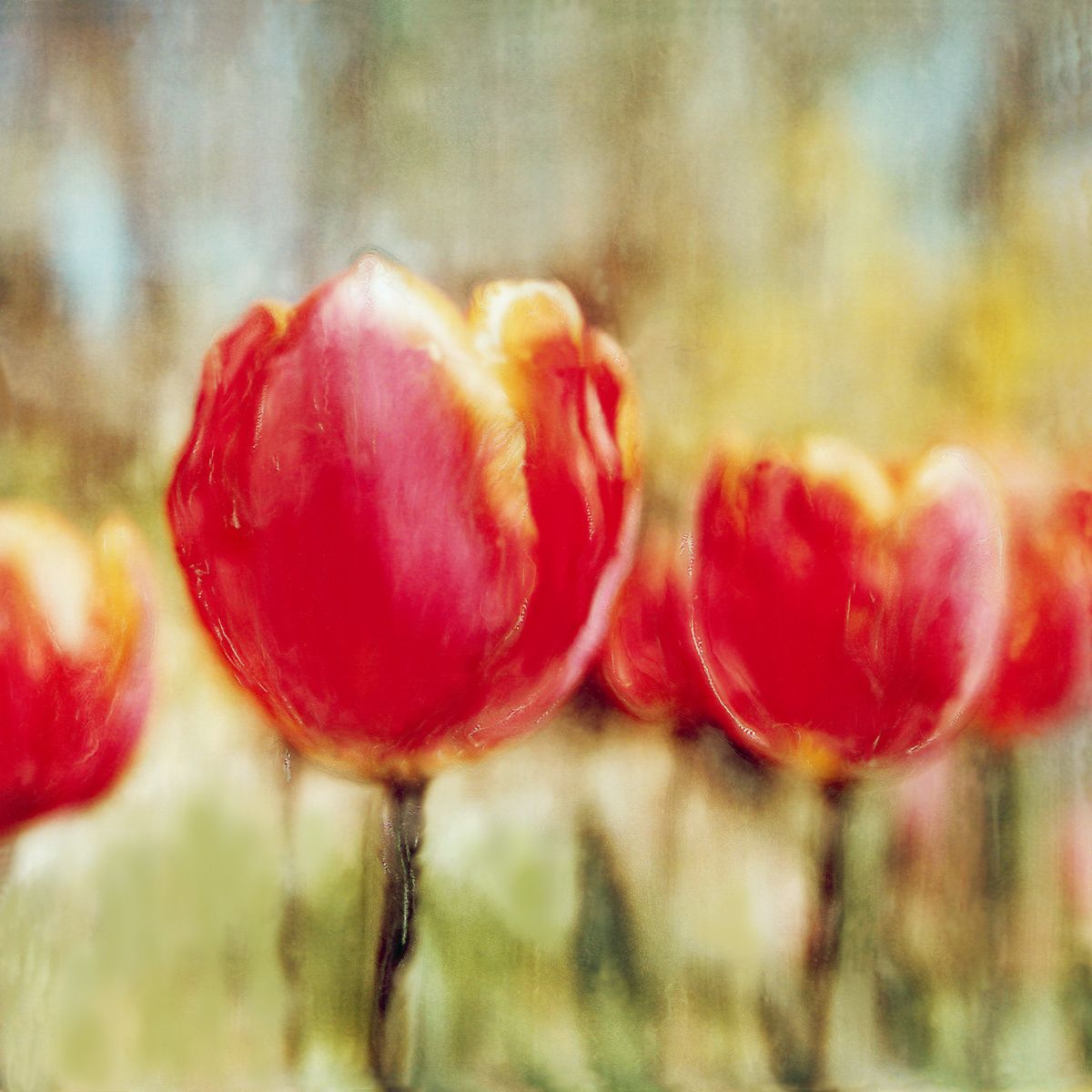 1red_tulips.jpg