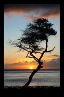 11_0_240_1hawaii_tree.jpg