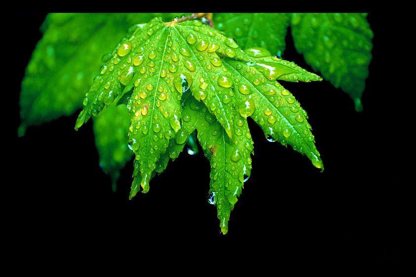 7_0_247_1leaf___drops_2.jpg