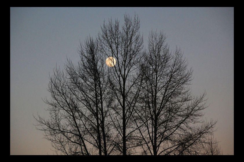 18_0_271_1moon___tree.jpg