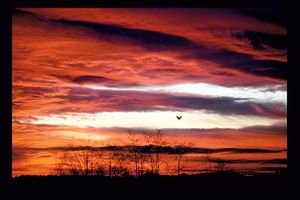 Everett Sunset bird 2.jpg