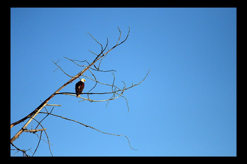 28_0_279_1ls_eagle.jpg