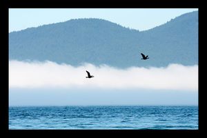 30_0_282_1r2_birds_in_flight.jpg