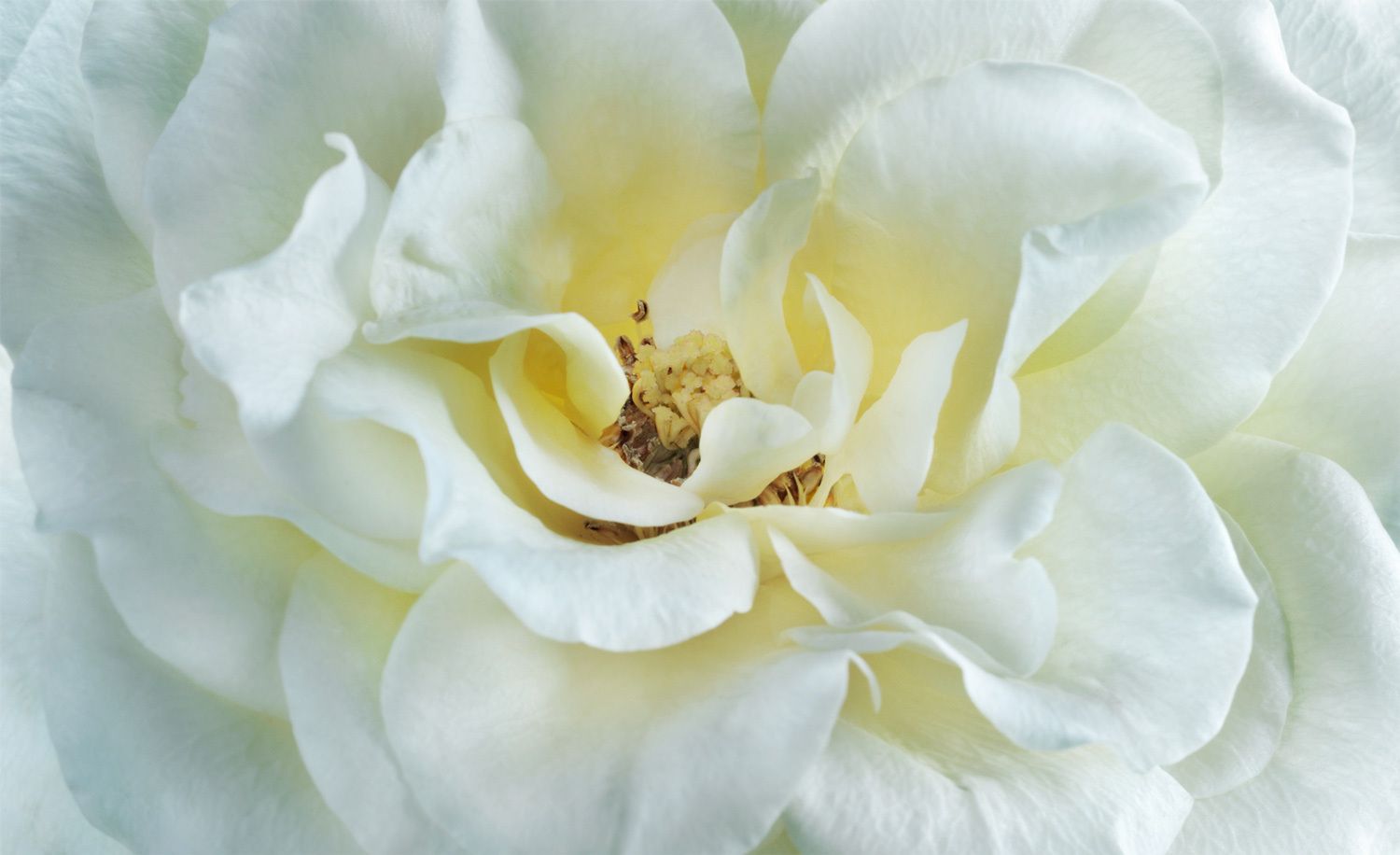 1open_white_rose_crop.jpg
