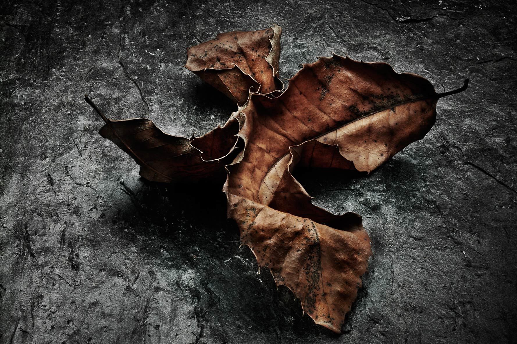 1autumn_leaves_2.jpg