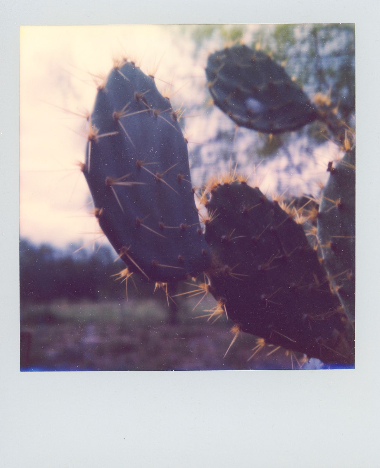 polaroid-0018b.JPG