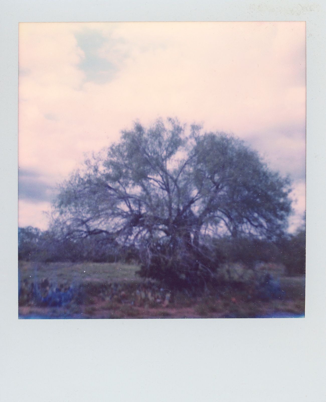 polaroid-0013d.JPG