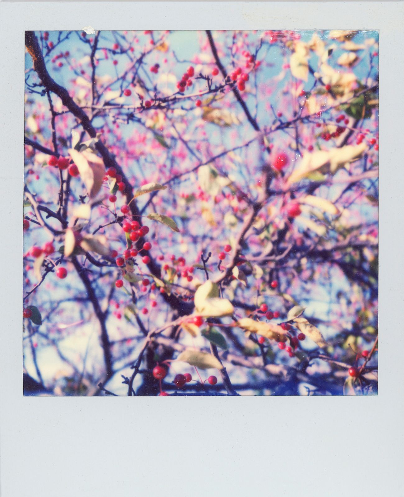 polaroid-0020c.JPG