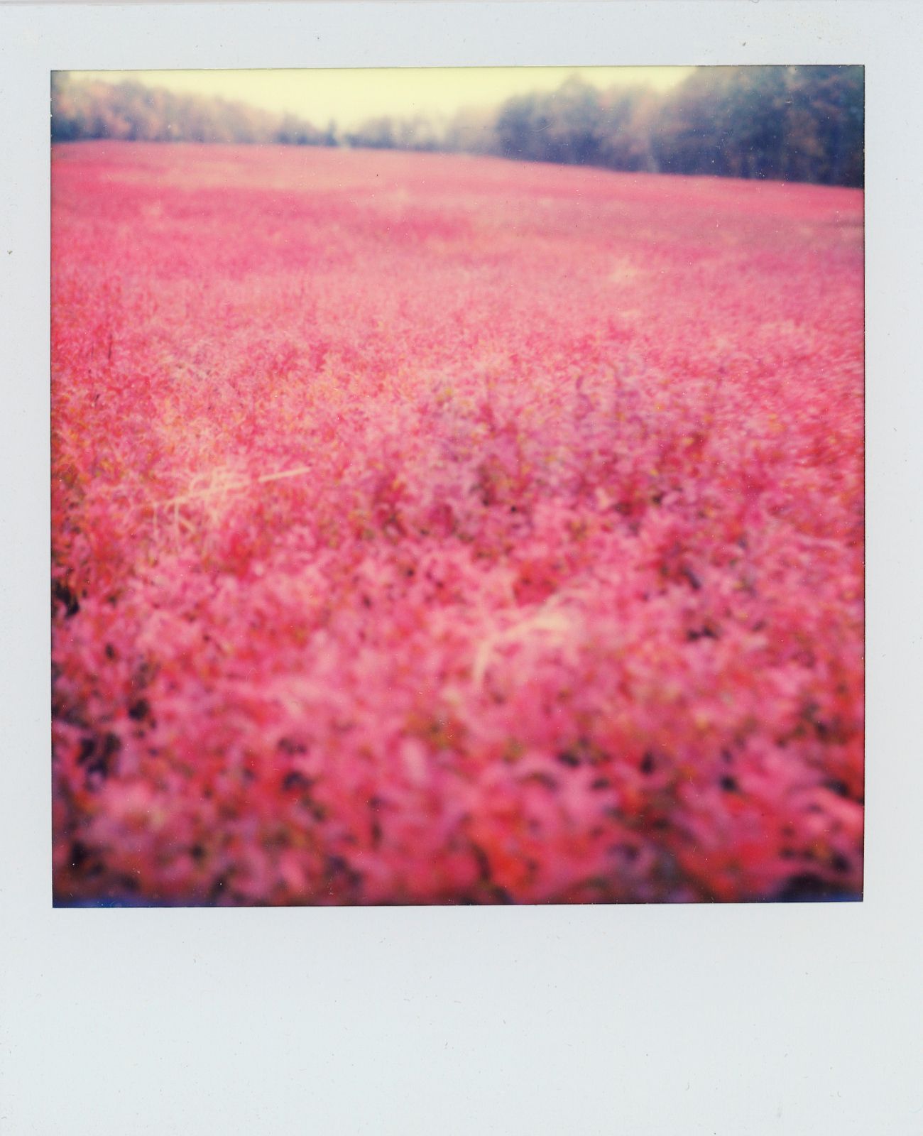 polaroid-0027b.JPG
