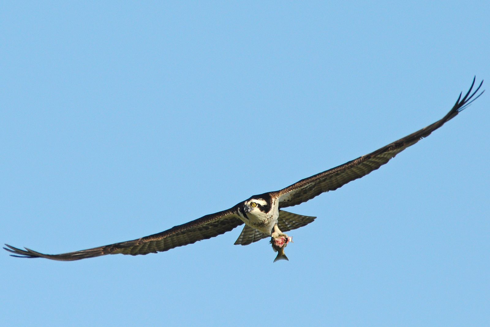 Florida Osprey In Flight - FM Forums