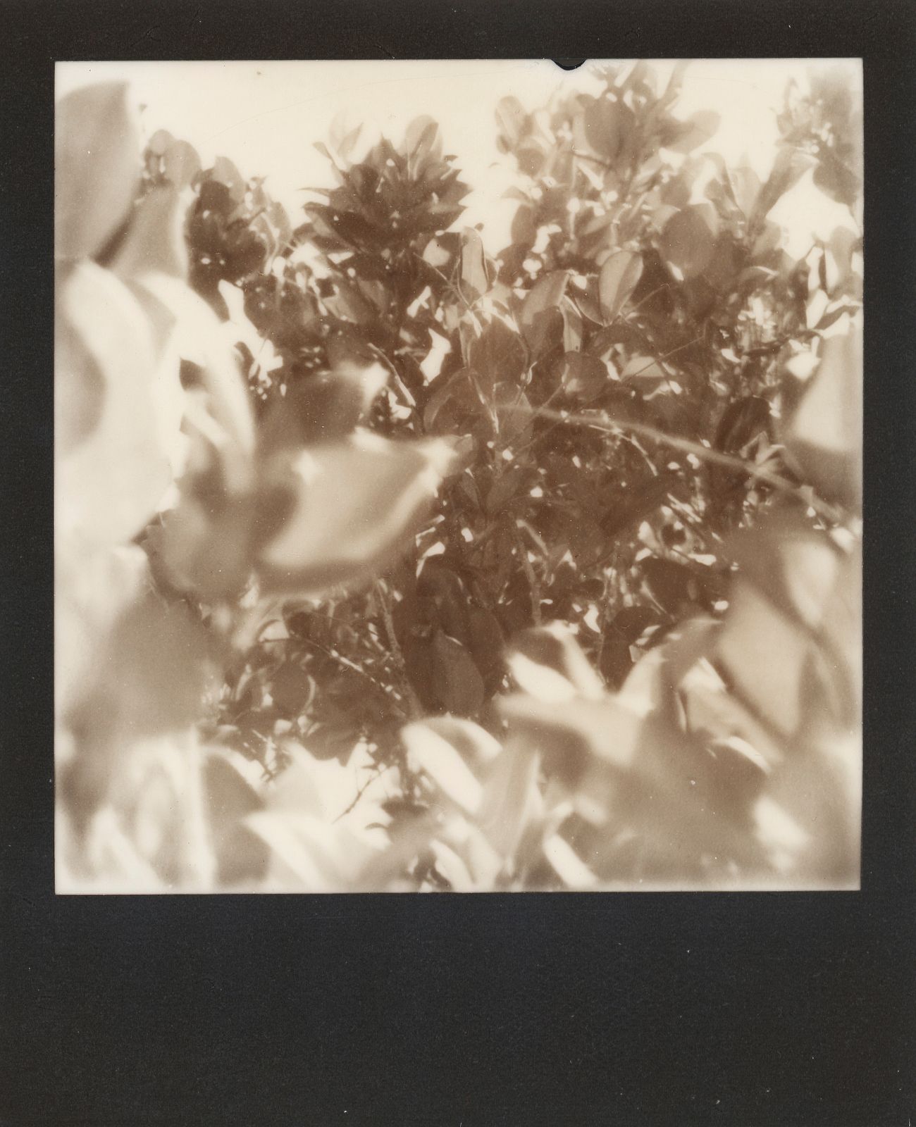 polaroid-0018d.JPG