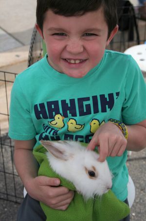 Young Boy Scratching Rabbit's Head Children's Activities
