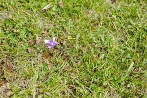 Hoopes Events | Ashley and Dan | Solitude Resort | Solitude Utah | Decor | Purple Pinwheel in Grass Ashley_Dan_Solitude_Resort_Solitude_Utah_Pinwheels_in_Grass_Decor.jpg