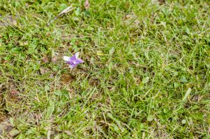 Ashley_Dan_Solitude_Resort_Solitude_Utah_Pinwheels_in_Grass_Decor.jpg