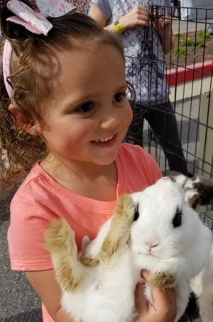 Rabbit Petting Children's Activities