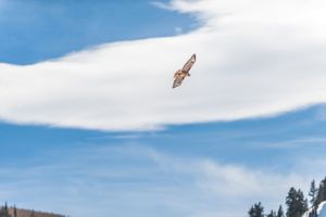 Hoopes Events | Ilana and Dave | Stein Eriksen Lodge | Deer Valley Resort | Park City Utah | Hawk Flying Over Wedding Ceremony Ilana_Dave_Stein_Eriksen_Lodge_Deer_Valley_Park_City_Utah_Hawk_Over_Wedding.jpg