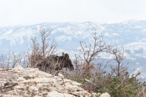 Hoopes Events | Ilana and Dave | Canyons Resort | Park City Utah | Moose Visitor on Slopes Ilana_Dave_Canyons_Resort_Park_City_Utah_Moose_Visitor_on_Slopes.jpg