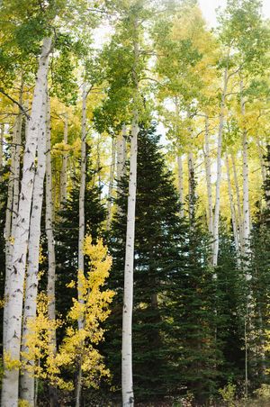 Towering Tree Background Surroundings