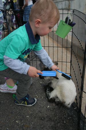 Combing Rabbit's Fur Children's Activities