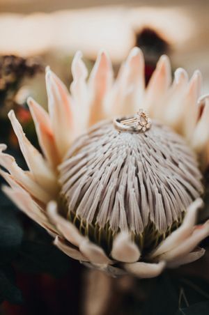 Rings on Giant Protea Details