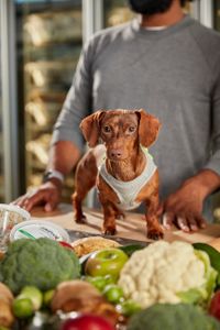 Just_Food_For_Dogs_Chi_Day_2__O7A7662-3.jpg